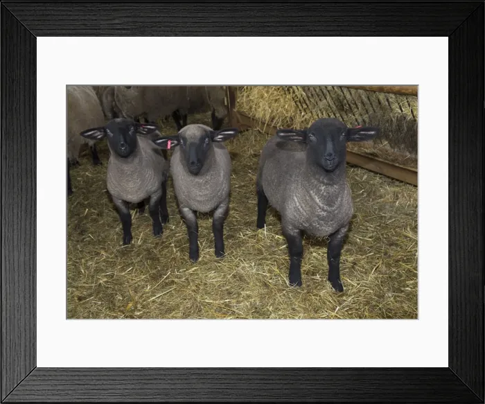 Framed Print : Picture No. 10901127 Framed Print : Picture No. 10901127