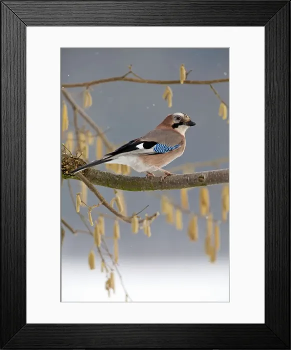 Framed Print : Picture No. 10901126 Framed Print : Picture No. 10901126