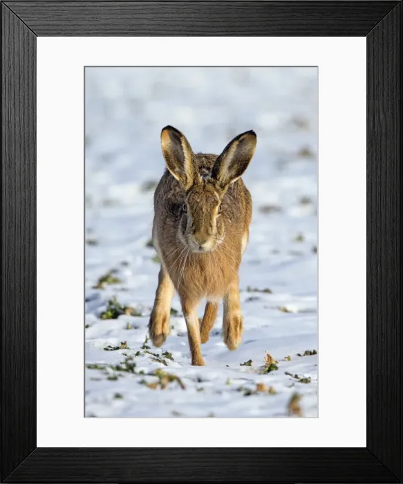 Framed Print : Picture No. 10901124 Framed Print : Picture No. 10901124