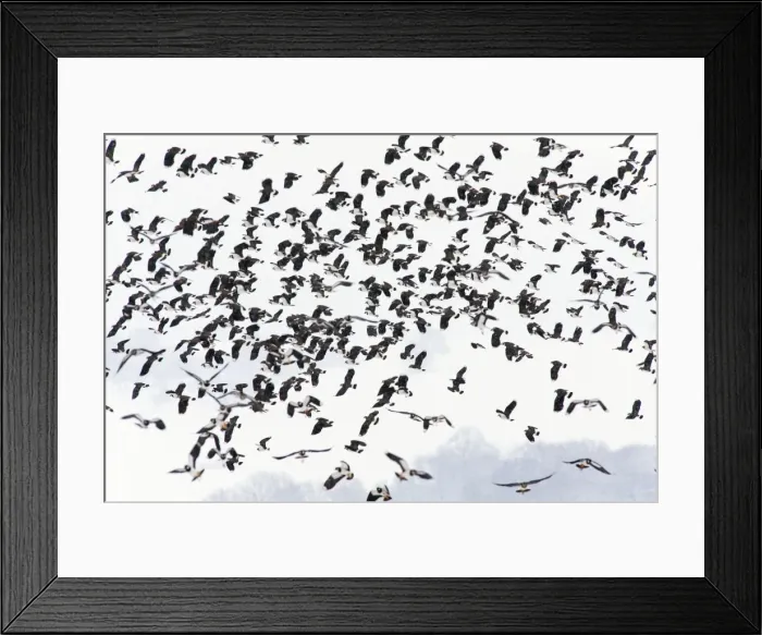Framed Print : Picture No. 10901132