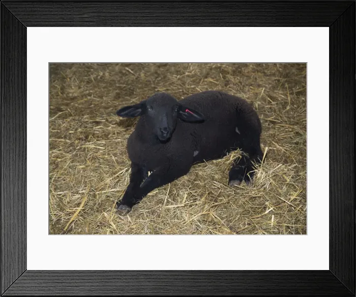 Framed Print : Picture No. 10901131 Framed Print : Picture No. 10901131
