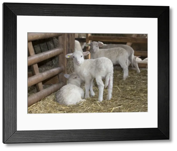 Framed Print : Picture No. 10901129 Framed Print : Picture No. 10901129