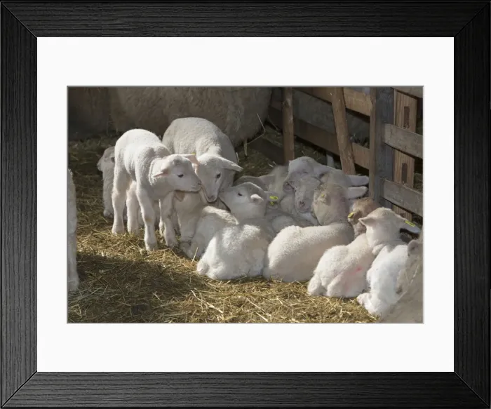 Framed Print : Picture No. 10901130 Framed Print : Picture No. 10901130