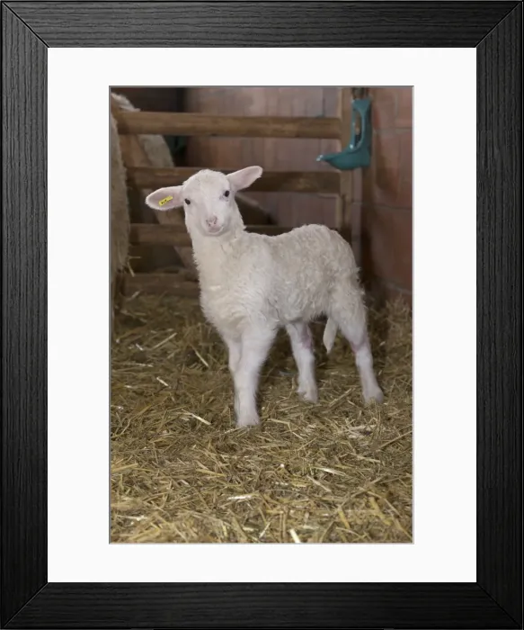 Framed Print : Picture No. 10901128 Framed Print : Picture No. 10901128
