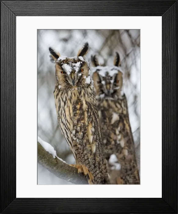 Framed Print : Picture No. 10901134