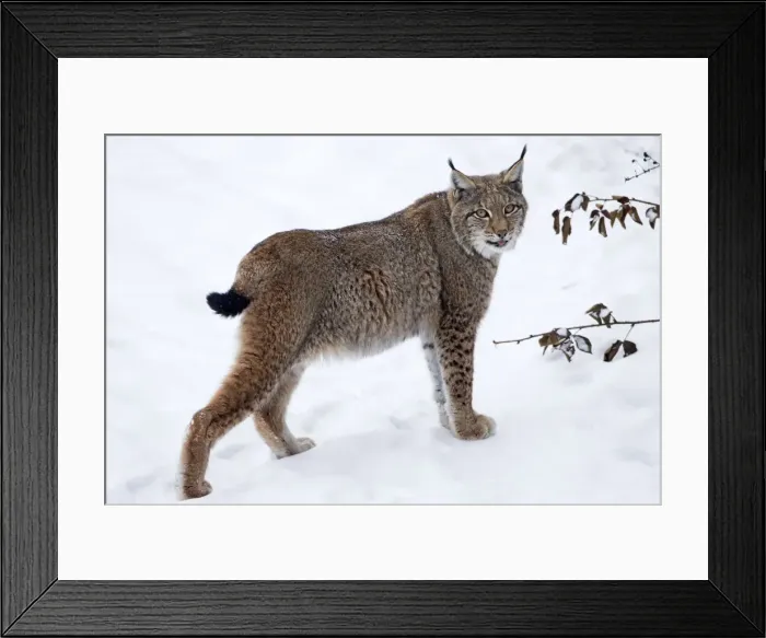 Framed Print : Picture No. 10901137 Framed Print : Picture No. 10901137