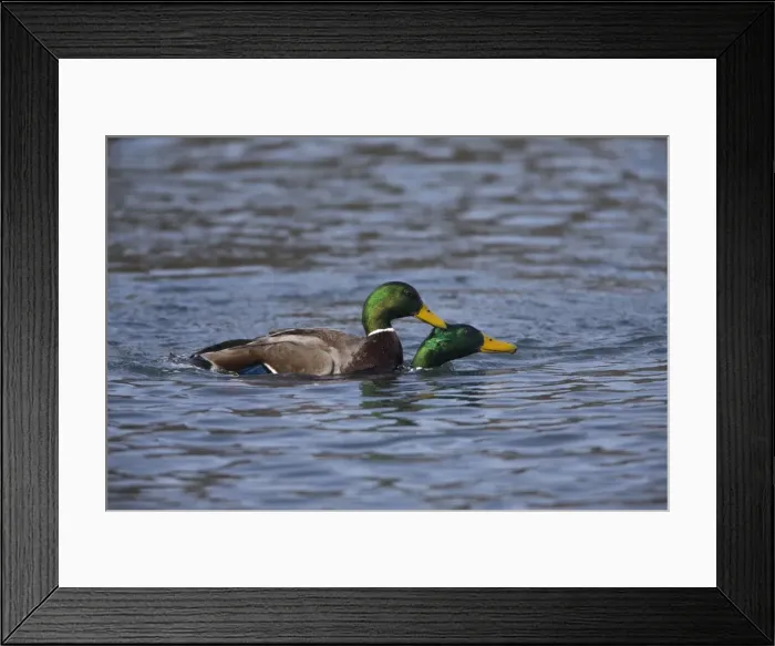 Framed Print : Picture No. 10901138 Framed Print : Picture No. 10901138