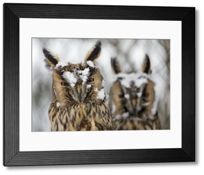 Framed Print : Picture No. 10901135 Framed Print : Picture No. 10901135