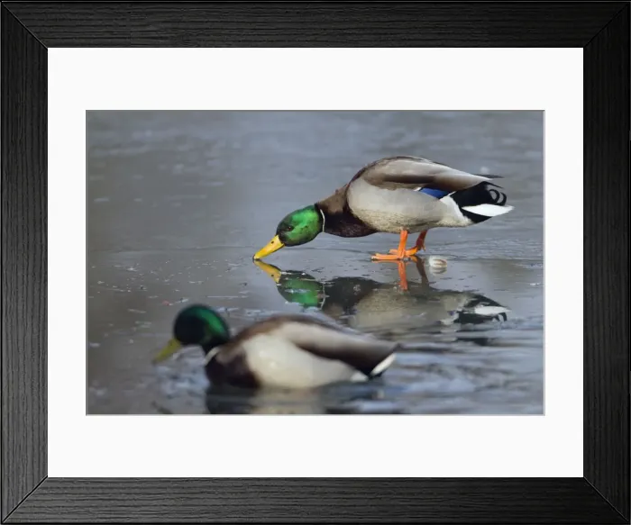 Framed Print : Picture No. 10901139