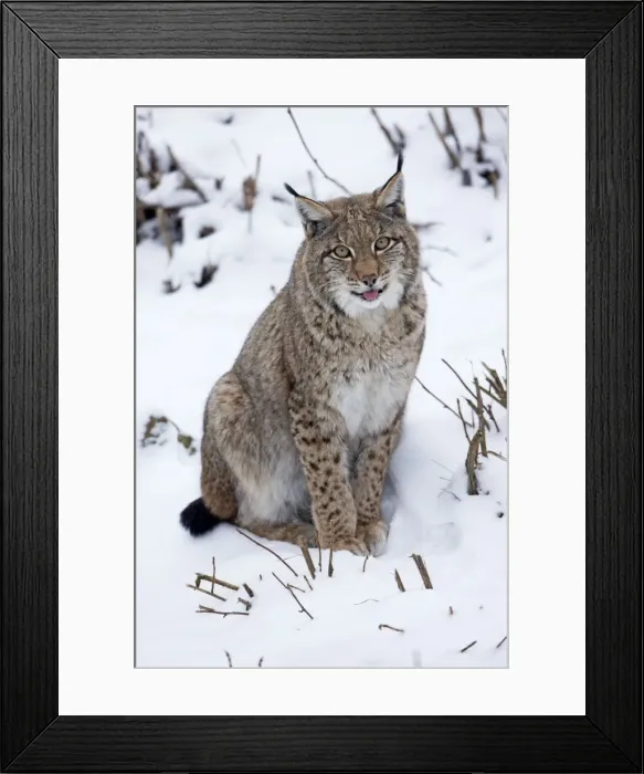 Framed Print : Picture No. 10901136 Framed Print : Picture No. 10901136