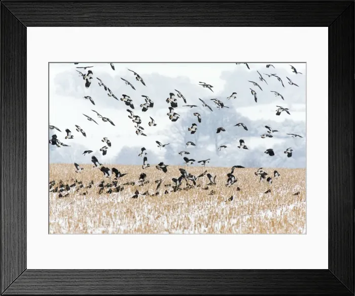 Framed Print : Picture No. 10901133 Framed Print : Picture No. 10901133