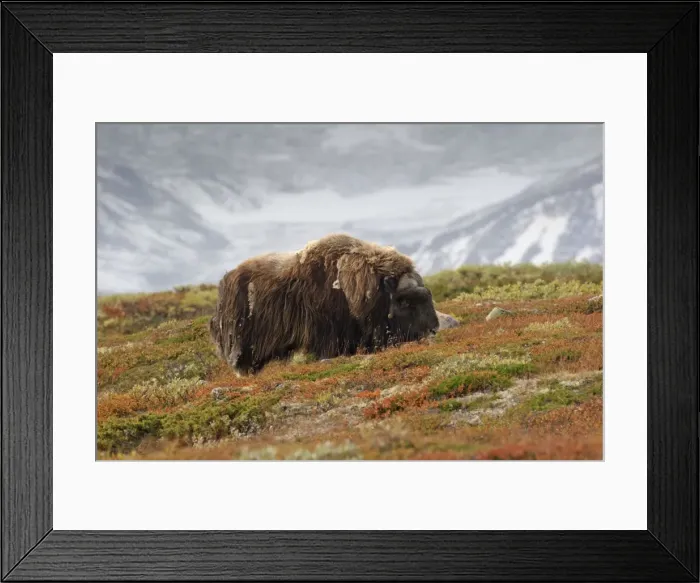 Framed Print : Picture No. 10901142 Framed Print : Picture No. 10901142