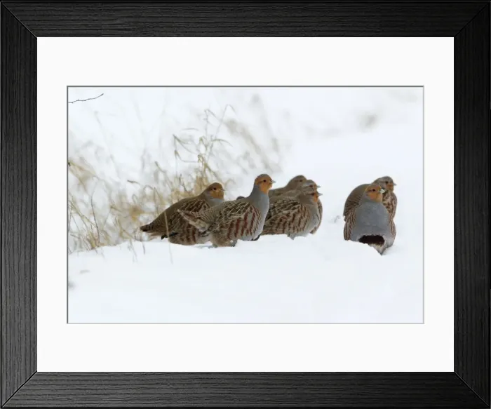 Framed Print : Picture No. 10901145 Framed Print : Picture No. 10901145