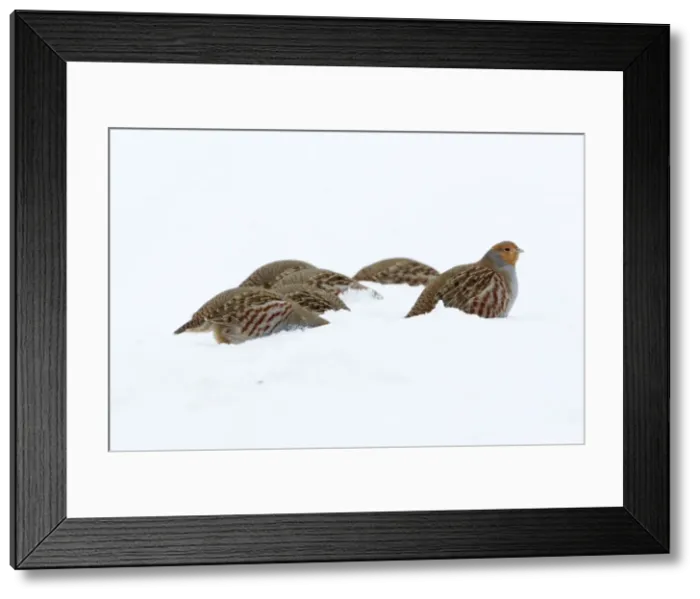 Framed Print : Picture No. 10901146 Framed Print : Picture No. 10901146