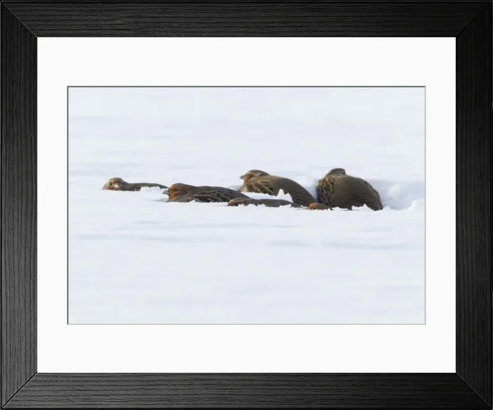 Framed Print : Picture No. 10901147 Framed Print : Picture No. 10901147