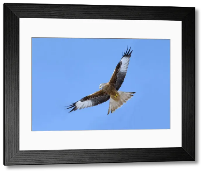 Framed Print : Picture No. 10901150 Framed Print : Picture No. 10901150