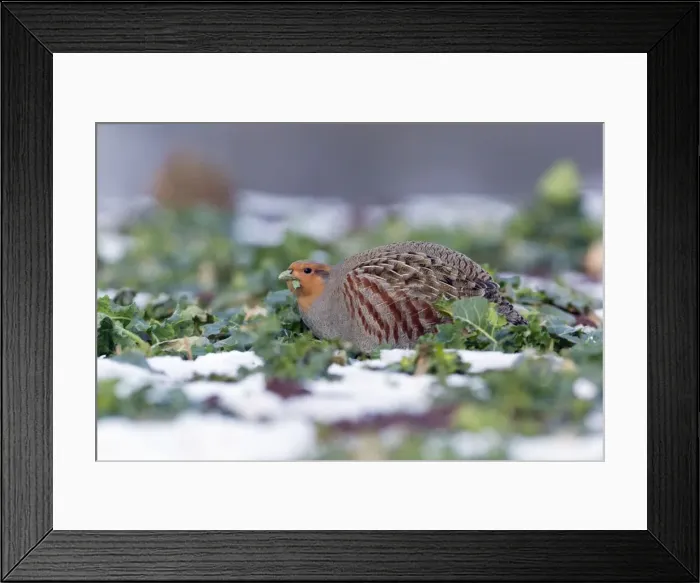Framed Print : Picture No. 10901148
