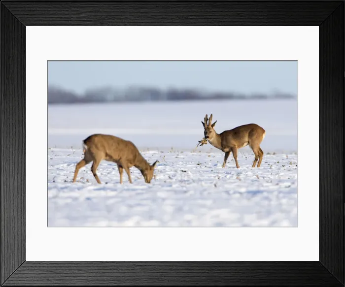 Framed Print : Picture No. 10901155 Framed Print : Picture No. 10901155