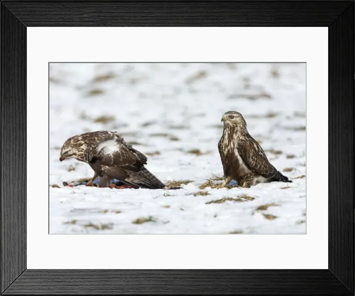 Framed Print : Picture No. 10901156 Framed Print : Picture No. 10901156