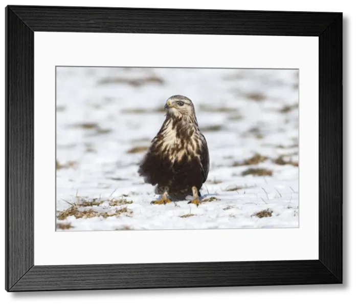 Framed Print : Picture No. 10901157 Framed Print : Picture No. 10901157