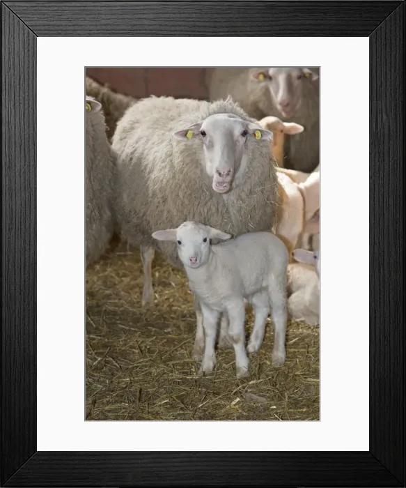 Framed Print : Picture No. 10901158 Framed Print : Picture No. 10901158