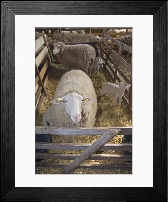 Framed Print : Picture No. 10901160 Framed Print : Picture No. 10901160