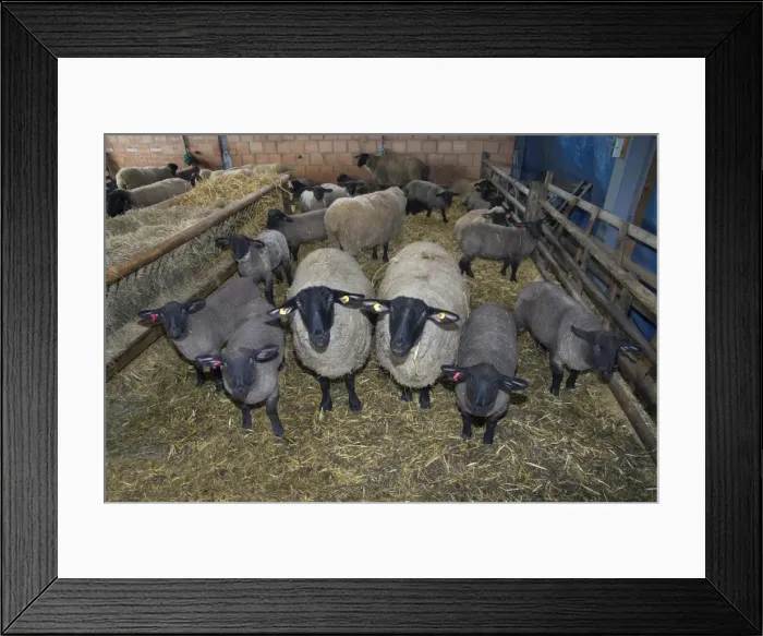 Framed Print : Picture No. 10901162 Framed Print : Picture No. 10901162