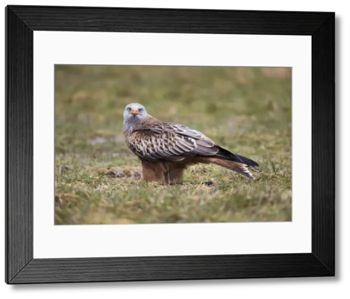 Framed Print : Picture No. 10901149 Framed Print : Picture No. 10901149