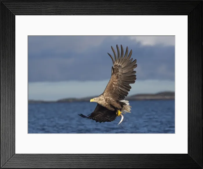 Framed Print : Picture No. 10901165 Framed Print : Picture No. 10901165