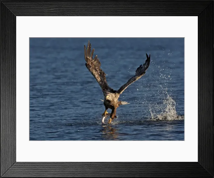 Framed Print : Picture No. 10901167 Framed Print : Picture No. 10901167
