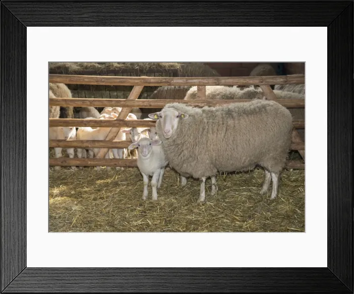 Framed Print : Picture No. 10901161 Framed Print : Picture No. 10901161