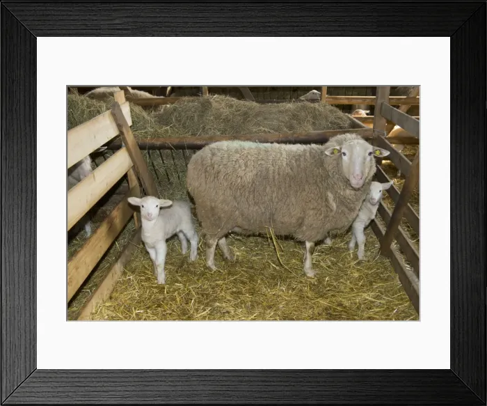 Framed Print : Picture No. 10901159 Framed Print : Picture No. 10901159