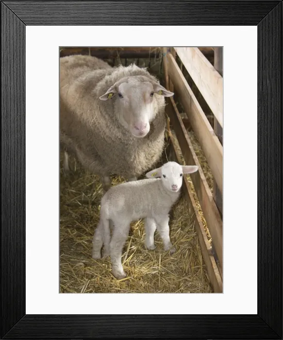 Framed Print : Picture No. 10901163 Framed Print : Picture No. 10901163