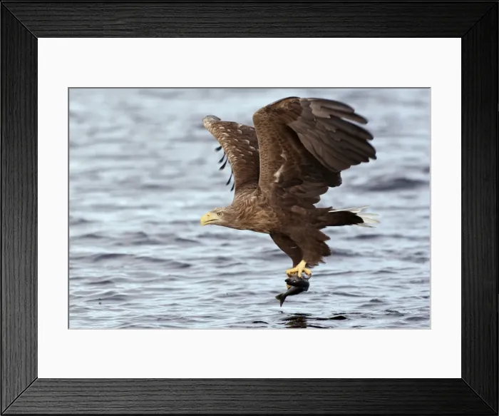 Framed Print : Picture No. 10901168 Framed Print : Picture No. 10901168