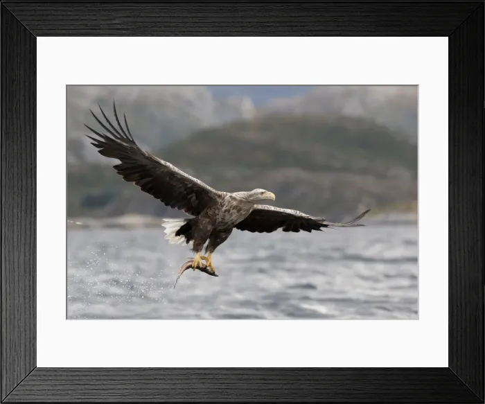 Framed Print : Picture No. 10901173 Framed Print : Picture No. 10901173