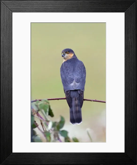 Framed Print : Picture No. 10901177 Framed Print : Picture No. 10901177