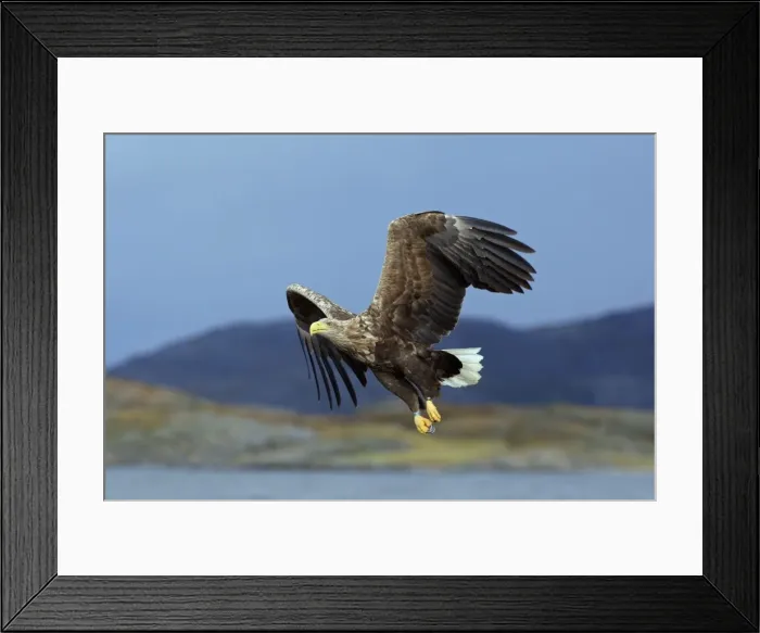 Framed Print : Picture No. 10901172 Framed Print : Picture No. 10901172