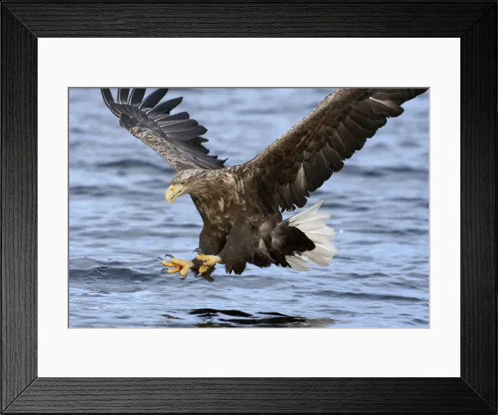 Framed Print : Picture No. 10901169 Framed Print : Picture No. 10901169