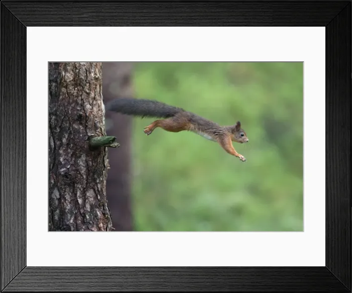 Framed Print : Picture No. 10901179 Framed Print : Picture No. 10901179