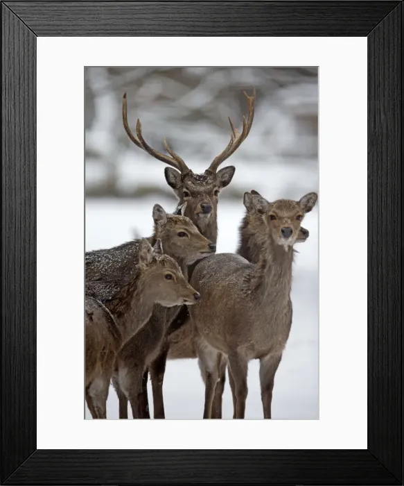 Framed Print : Picture No. 10901176 Framed Print : Picture No. 10901176
