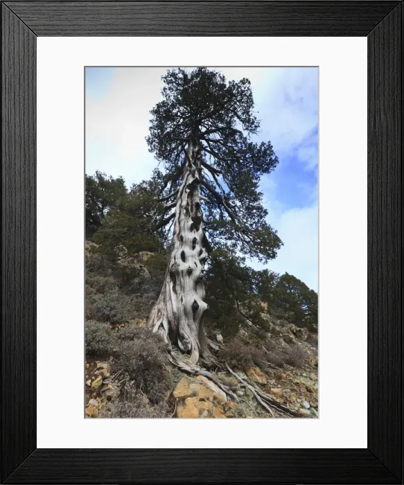 Framed Print : Picture No. 10901183 Framed Print : Picture No. 10901183