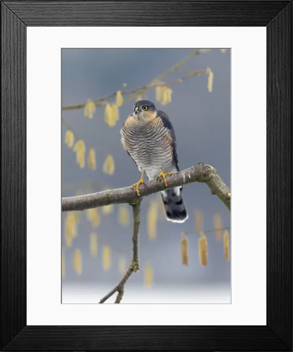 Framed Print : Picture No. 10901178 Framed Print : Picture No. 10901178