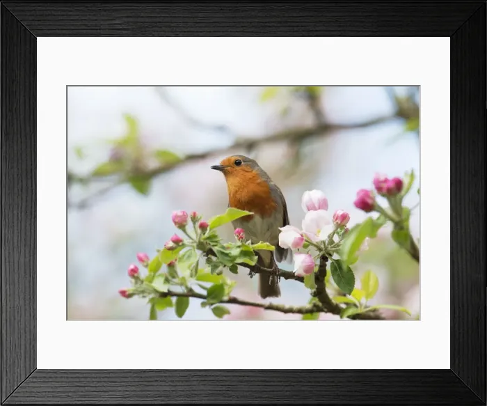 Framed Print : Picture No. 10901185