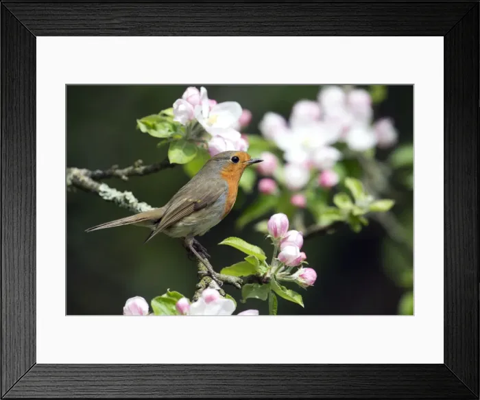Framed Print : Picture No. 10901186