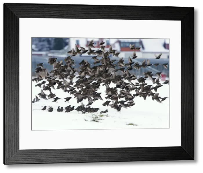 Framed Print : Picture No. 10901181 Framed Print : Picture No. 10901181