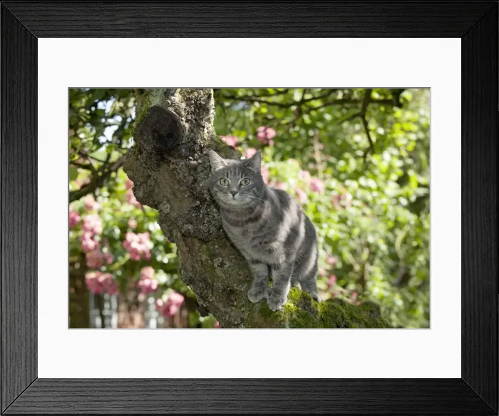 Framed Print : Picture No. 10901188 Framed Print : Picture No. 10901188