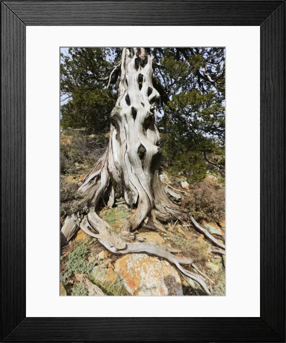 Framed Print : Picture No. 10901182 Framed Print : Picture No. 10901182