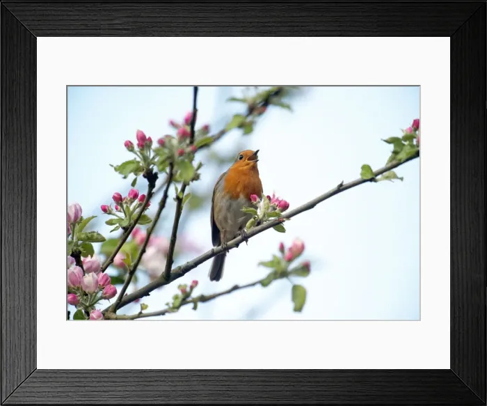 Framed Print : Picture No. 10901187