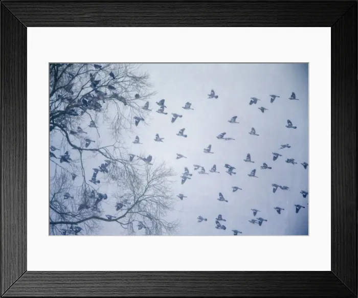 Framed Print : Picture No. 10901184 Framed Print : Picture No. 10901184