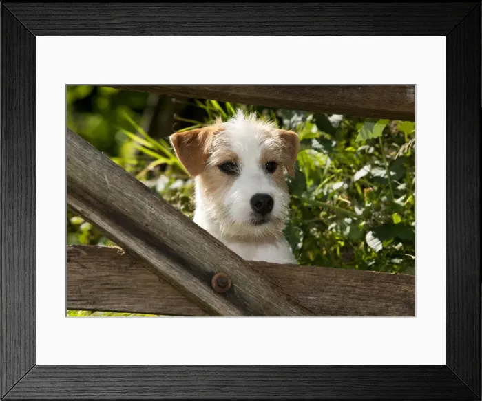 Framed Print : Picture No. 10901198 Framed Print : Picture No. 10901198